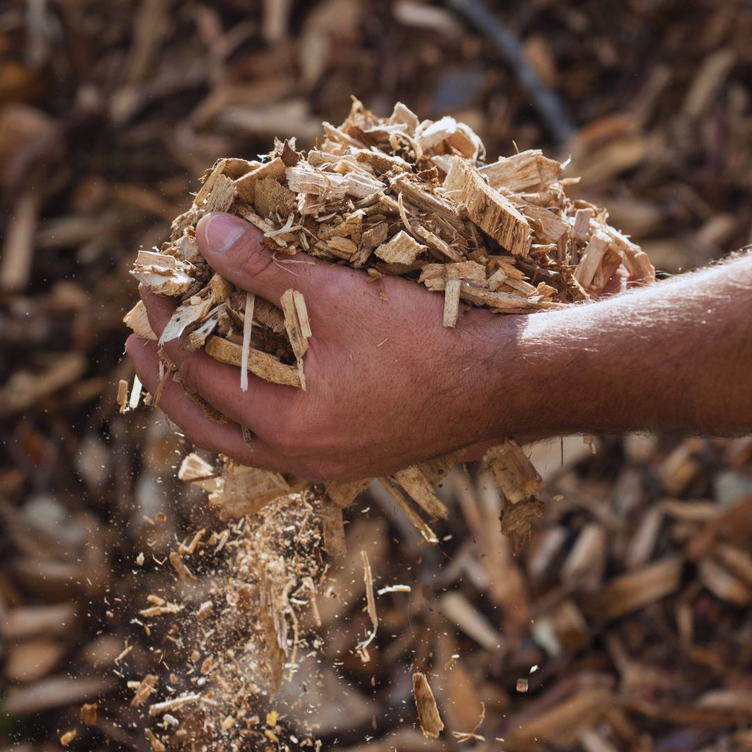 Apple Wood Chips for BBQ and Smoking